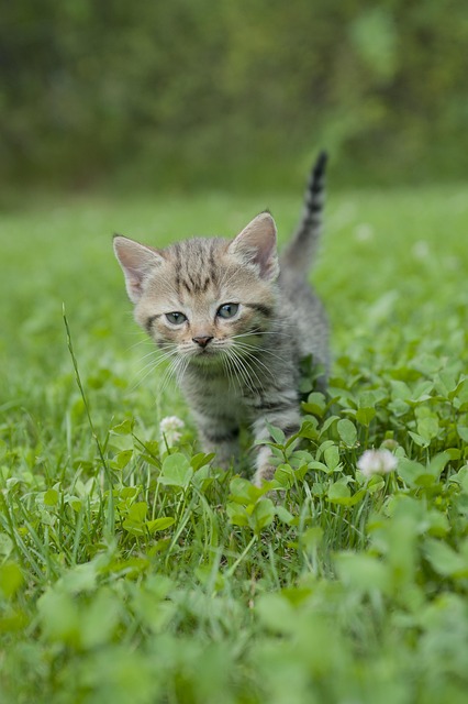 Gatinho, Bicho De Estimação, Gato
