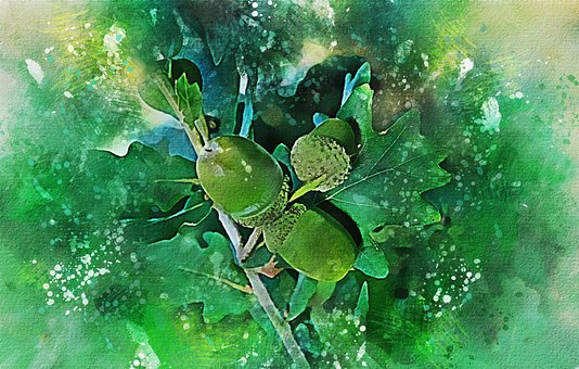 Free Oak Acorns illustration and picture