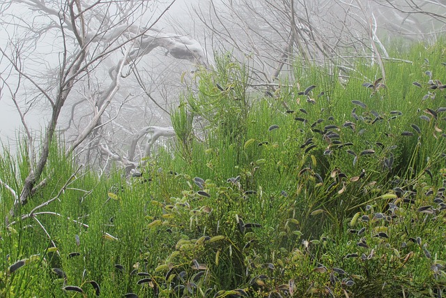 Free Fog Green And Grey photo and picture