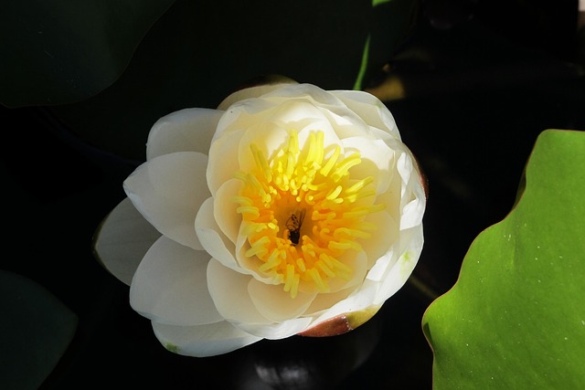 Free Water Lily Blossom photo and picture