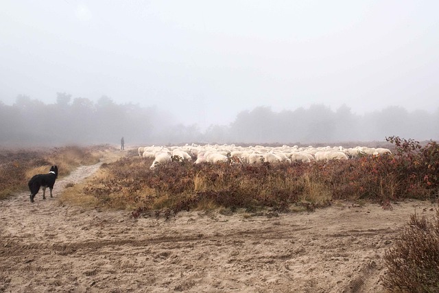 Free Sheep Field photo and picture