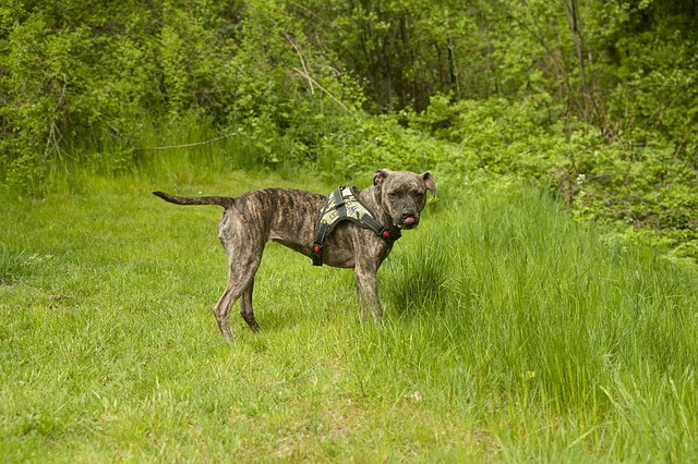 Staffordshire Americano, Cachorro, Prado