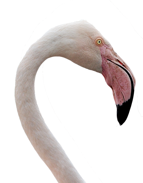 Free Flamingo Water Bird illustration and picture