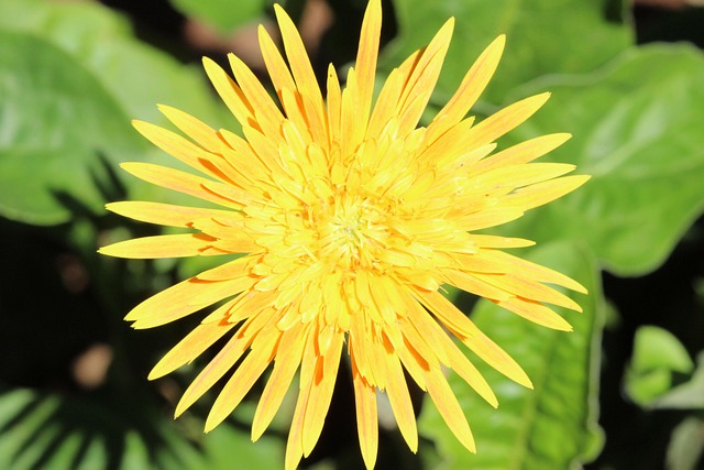 Free Flower Flower Wallpaper photo and picture