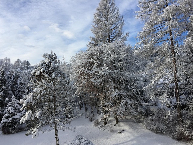 Free Winter Snow photo and picture