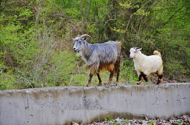 Free Goat Goats photo and picture