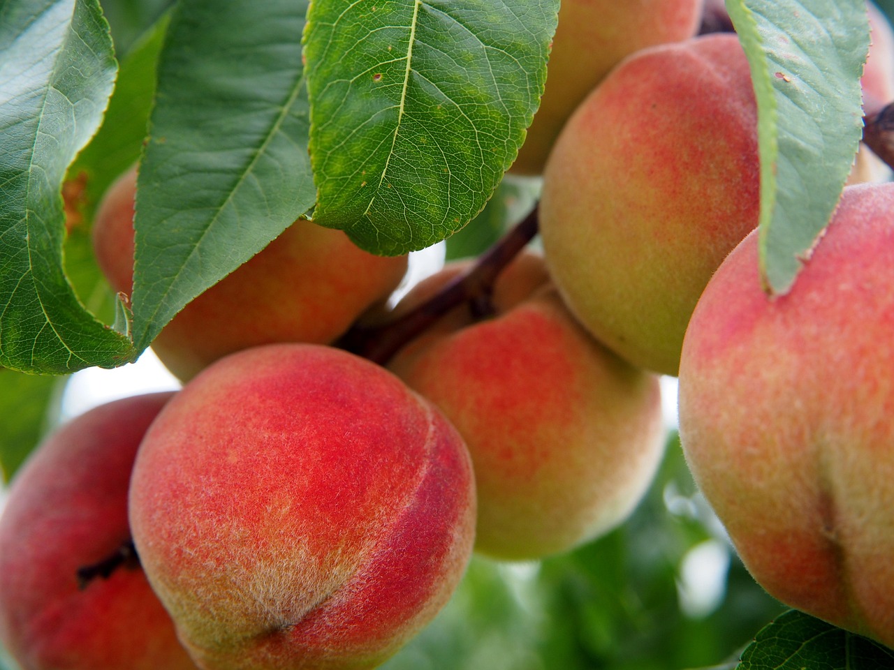 4 000 Free Sexy Peach Peach Images Pixabay