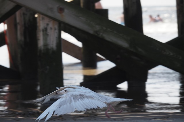 Gaivota, Vôo, Ave Marinha, Asa, Mar