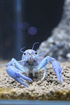 aquarium, close-up, blue devils shrimp