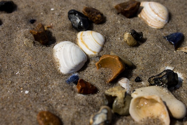 Free Shellfish Sand photo and picture