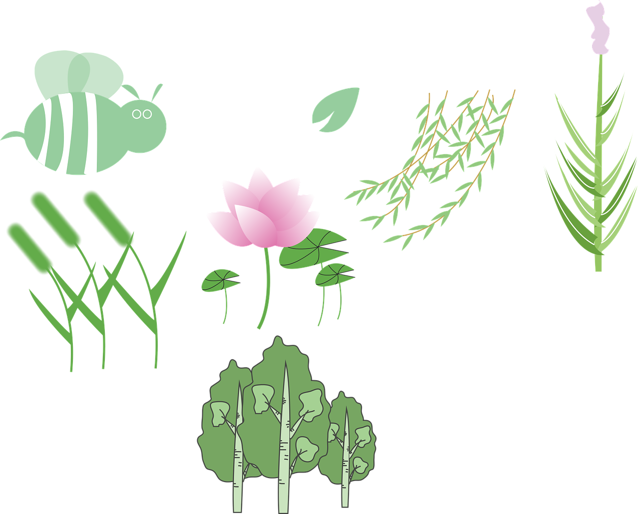 Download free HD stock image of Plant Lotus Free plant lotus wicker vector