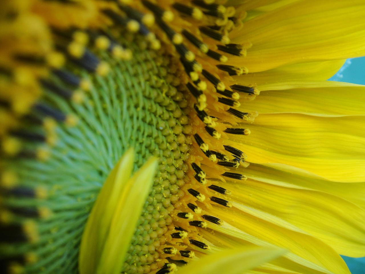 Sunflower Pollen - Free photo on Pixabay