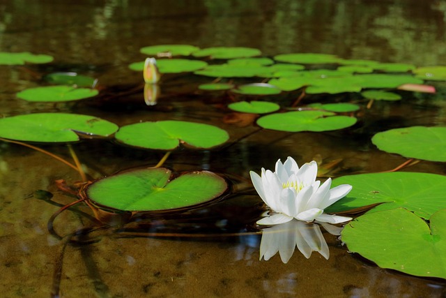 Free Water Lily Flower Water Lily Leaf photo and picture