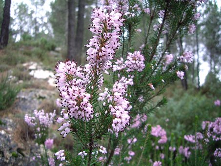 Hvid Blomst, Vild Blomst, Natureleza