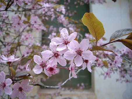 Blomst, Hvid, Hvide Blomster, Forår