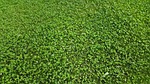green, field, grass