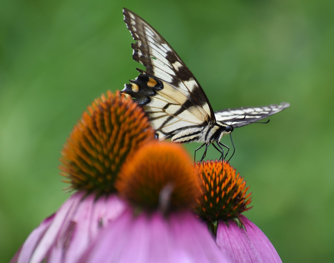 Naturaleza Flor De Cono - Foto gratis en Pixabay - Pixabay