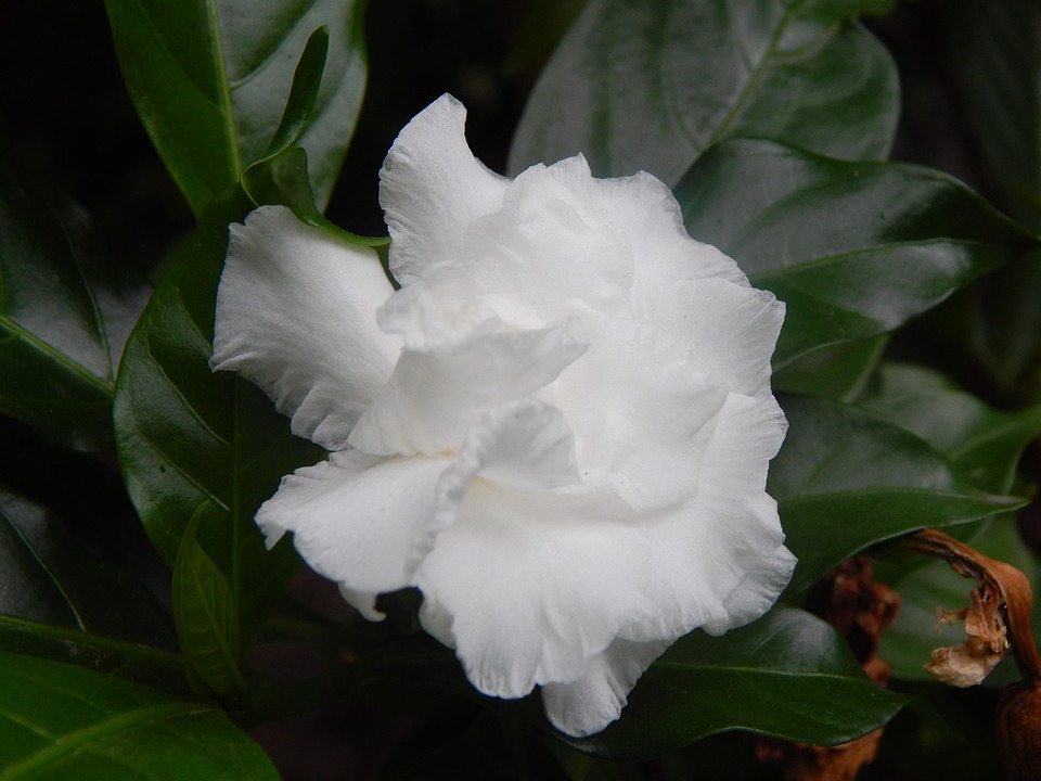 Gardenia, Flower, White, White Petals