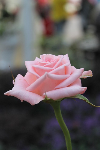 Rose, Lyserød, Blomst Tapet, Blomst