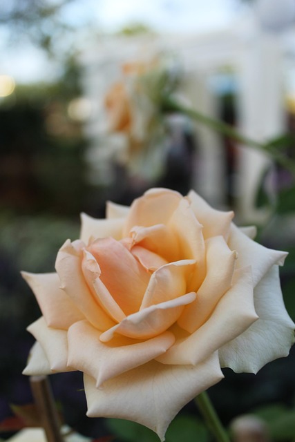 Rose, Blomst, Blomster, Blomst Baggrund