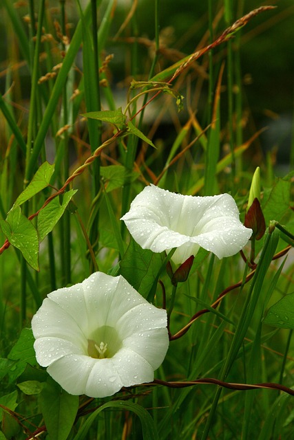 Free Lifeline Flower Wallpaper photo and picture