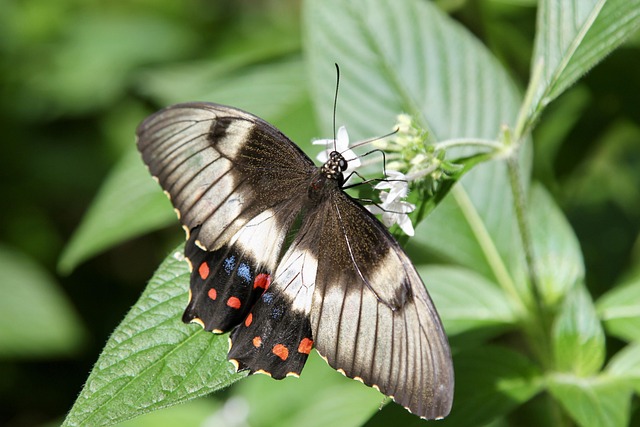 Free Butterfly Nature photo and picture