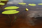 yellow water-lily, ulpukan bud, lake
