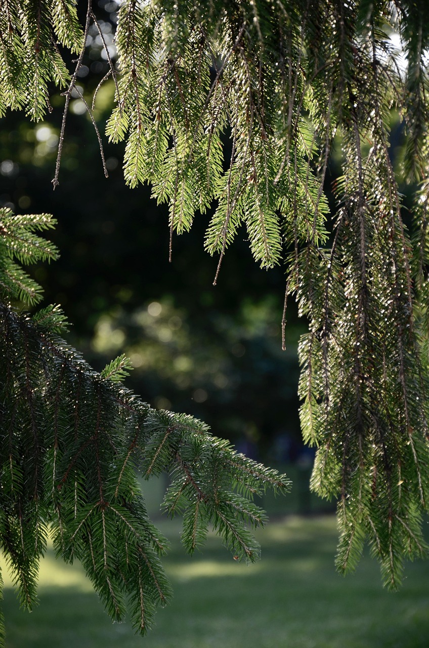 Pine Needles Summer Free photo on Pixabay Pixabay