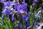 iris, blue, purple
