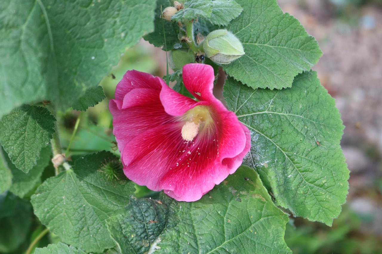 Hollyhock Flower Planr Free photo on Pixabay