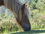 horse, head, horse head