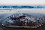 the sea, beach, jellyfish