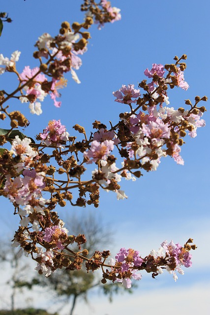 Blomst, Lyserød, Himmel, Blå, Blomstre