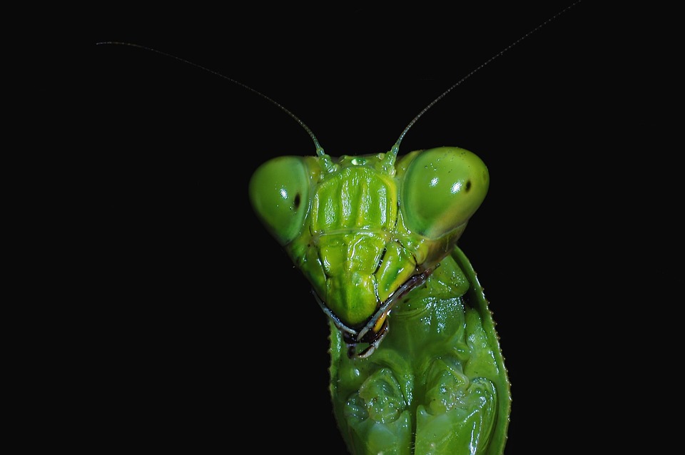 insectos-buenos-para-la-marihuana