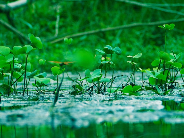 水 水生植物 绿色 - Pixabay上的免费照片 - Pixabay