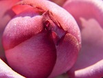 rose, blossom, bloom
