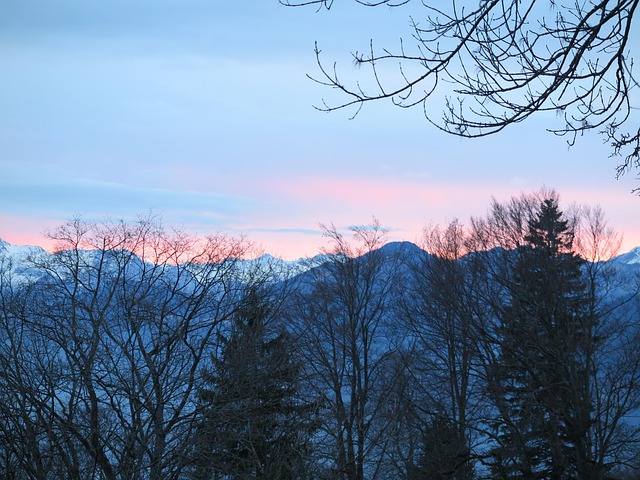 Free Trees Nature photo and picture