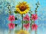 sun flower, summer, hollyhock flower