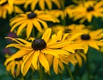 flowers, plant, black-eyed rudbeckie