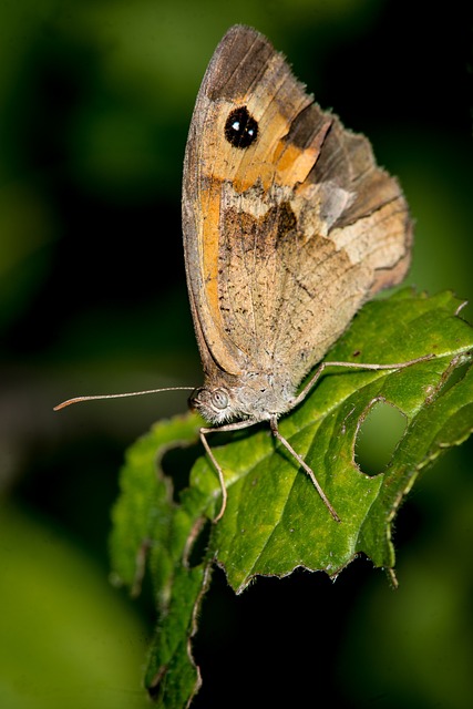 Free Nature Butterfly photo and picture