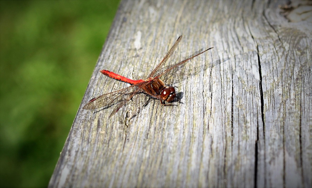 Red Flying Insect Pnw Dragon-Fly Red Dragonfly - Free photo on Pixabay