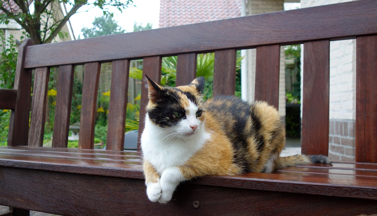 Cat - free online jigsaw puzzle photo