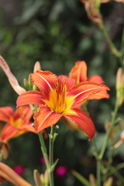 Free Flower Lily photo and picture