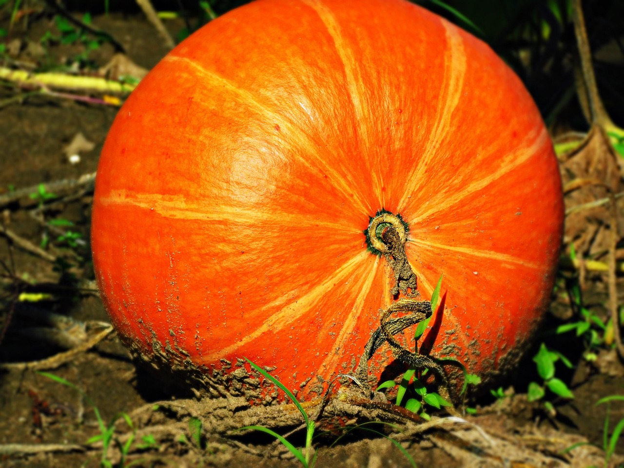 Calabaza Campo Naturaleza - Foto gratis en Pixabay - Pixabay