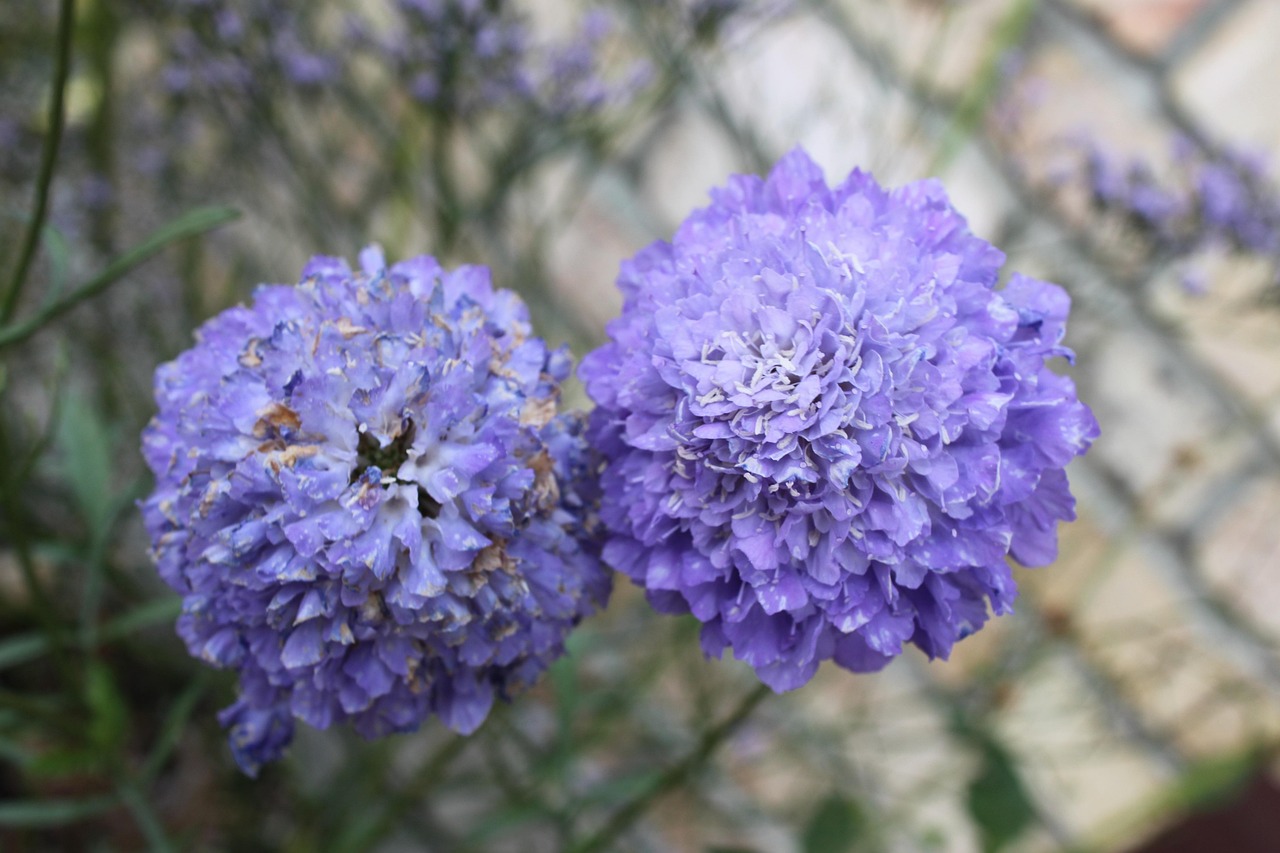 보라색 꽃 Pixabay의 무료 사진 Pixabay