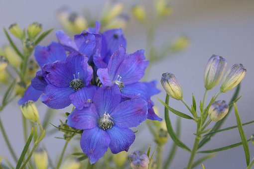 Flor, Azul, Flores Bonitas, Bloom