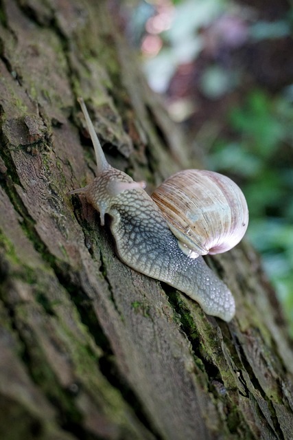 Free Snail Tree photo and picture