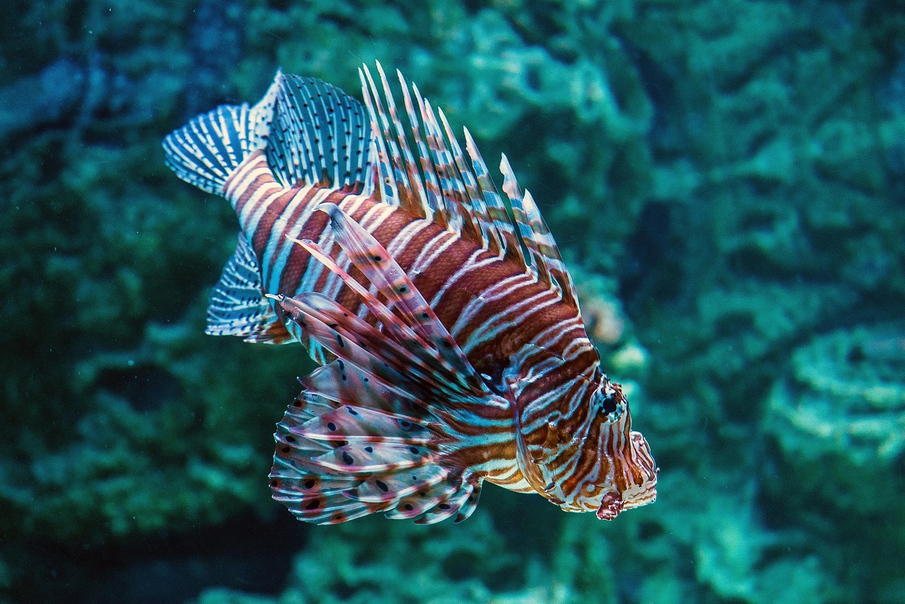 Animal - free online jigsaw puzzle photo