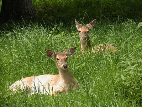 Free Doe Grass photo and picture