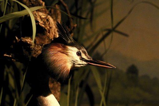 Stor Crested Grebe, Vandfugl, Næb